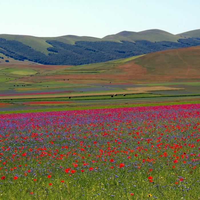 Perugia - Castelluccio di Norcia