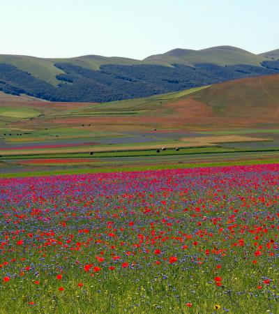 Perugia - Castelluccio di Norcia